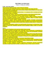 Konspekts 'Anatomijas konspekti', 29.