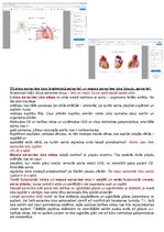 Konspekts 'Anatomijas konspekti', 31.