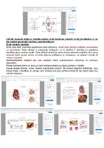 Konspekts 'Anatomijas konspekti', 32.