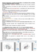 Konspekts 'Anatomijas konspekti', 33.