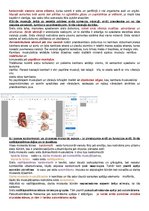 Konspekts 'Anatomijas konspekti', 49.