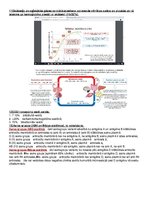 Konspekts 'Anatomijas konspekti', 57.