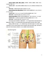 Konspekts 'Sievietes iegurnis', 2.