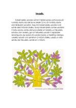 Konspekts 'Indoeiropiešu saimes valodas un baltu valodu raksturojums', 2.