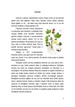 Referāts 'Kokvilna', 4.