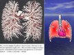 Prezentācija 'Дыхательная система человека', 6.