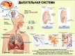 Prezentācija 'Дыхательная система человека', 9.