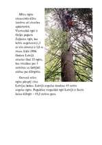 Referāts 'Egle', 5.