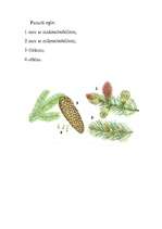 Referāts 'Egle', 7.