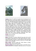 Referāts 'Priede', 5.