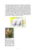 Referāts 'Priede', 6.