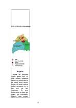 Referāts 'Priede', 12.