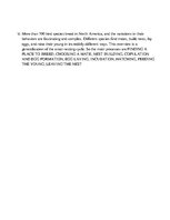 Prezentācija 'Birds', 18.