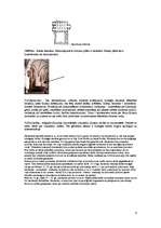 Konspekts 'Viduslaiku jēdzieni', 9.