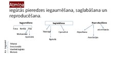 Prezentācija 'Kognitīvie procesi', 6.