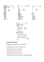 Referāts 'Statiski nenoteicama rāmja aprēķins ar pārvietojumu metodi', 13.