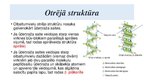 Prezentācija 'Olbaltumvielas, to iegūšana, struktūra, uzbūve, fizikālās īpašības', 8.