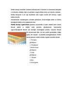 Referāts 'Jumta segumi', 9.