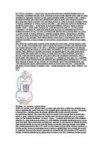 Konspekts 'Elpošana, elpināšana', 2.