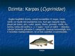 Prezentācija 'Karpveidīgie', 4.