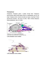 Konspekts 'Toksoplazmoze', 2.