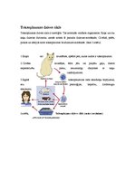 Konspekts 'Toksoplazmoze', 3.