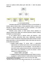 Referāts 'Finanšu pārskati un to analīze VAS "Pasažieru vilciens"', 6.