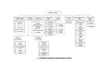 Paraugs 'Organizatoriska struktūra', 1.