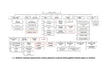 Paraugs 'Organizatoriska struktūra', 2.