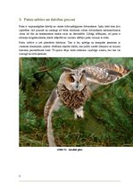 Referāts 'Putnu uzbūve un dzīvības procesi', 5.