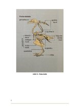 Referāts 'Putnu uzbūve un dzīvības procesi', 7.