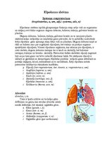 Konspekts 'Elpošanas sistēmas uzbūve', 1.