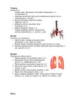 Konspekts 'Elpošanas sistēmas uzbūve', 3.