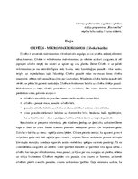 Eseja 'Cilvēks - mikro/makrokosmos (Cilvēka būtība)', 1.