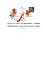 Referāts 'Ērču encefalīts', 7.