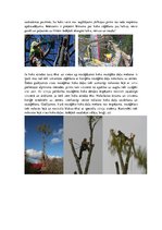 Konspekts 'Zāģēšana', 10.