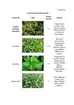 Referāts 'Konditorejas tehnoloģiskais projekts', 41.