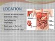Prezentācija 'Liver - Anatomy and Functions', 2.