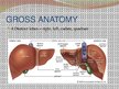 Prezentācija 'Liver - Anatomy and Functions', 3.