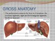 Prezentācija 'Liver - Anatomy and Functions', 4.