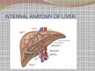 Prezentācija 'Liver - Anatomy and Functions', 6.