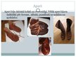 Prezentācija 'Viduslaiku mode', 8.
