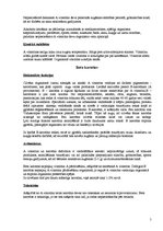 Konspekts 'Vitamīni', 5.