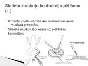 Konspekts 'Skeleta muskuļu kontrakcijas režīmi', 7.