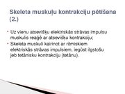 Konspekts 'Skeleta muskuļu kontrakcijas režīmi', 8.