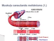 Konspekts 'Skeleta muskuļu kontrakcijas režīmi', 11.