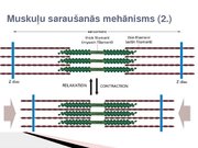 Konspekts 'Skeleta muskuļu kontrakcijas režīmi', 12.