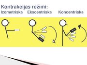 Konspekts 'Skeleta muskuļu kontrakcijas režīmi', 13.