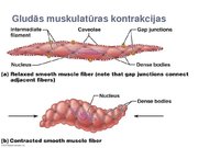 Konspekts 'Skeleta muskuļu kontrakcijas režīmi', 14.