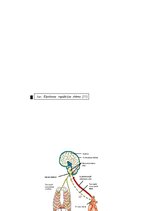 Referāts 'Mācību stundās izmantoto darbību veidu ietekme uz ogļskābās gāzes koncentrāciju ', 17.